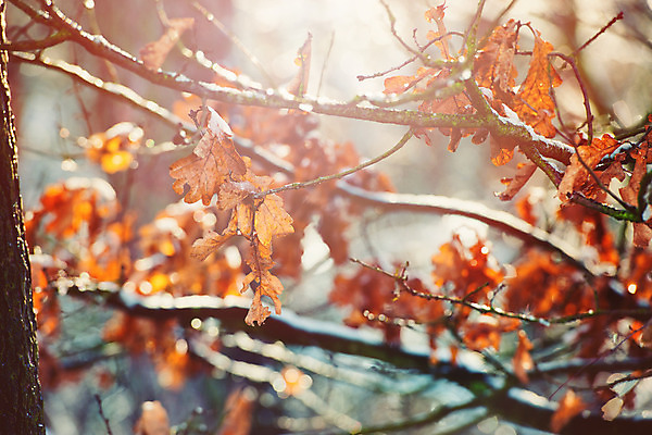 포토 JPG 해외이미지 나무 식물 디자인 계절 공원 백그라운드 컨셉 단풍 잎 패턴 오렌지 자연 벽지 추상 건조 사람없음 야외 장식 빨간색 컬러풀 태양 갈색 노란색 환경 맑음 활발 가을 흰색 황금 숲 9월 11월 묘사 질감 보케 10월 내추럴 강렬 고립 국경 해외202004 해외포토 자연요소 공공시설 컬러 무늬 과일 날씨 날짜 생태계 파일형식