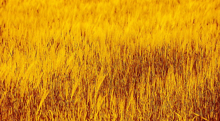 포토 JPG 해외이미지 산업 문화 단풍 밭 농업 자연 날씨 건조 씨앗 풍경 사람없음 야외 농작물 농장 수확 추수 가을 밀 유기농 보리 밀짚 밭일 호밀 해외202004 해외포토 식물 웰빙 계절 잎 곡류 짚 생태계 파일형식