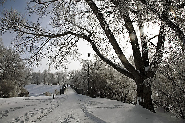포토 JPG 해외이미지 나무 캐나다 자연 풍경 초원 사람없음 야외 평화 추위 백발 흰색 서리 장면 해외202004 해외포토 식물 헤어스타일 컬러 컨셉 북아메리카 생태계 파일형식