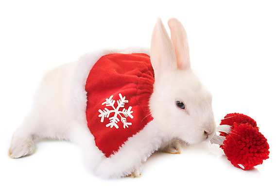 포토 JPG 해외이미지 동물 컨셉 크리스마스 포유류 사람없음 반려동물 흰색 시골 토끼 설치류 망토 흰배경 이벤트의상 해외202004 해외포토 옷 기념일 컬러 백그라운드 파일형식