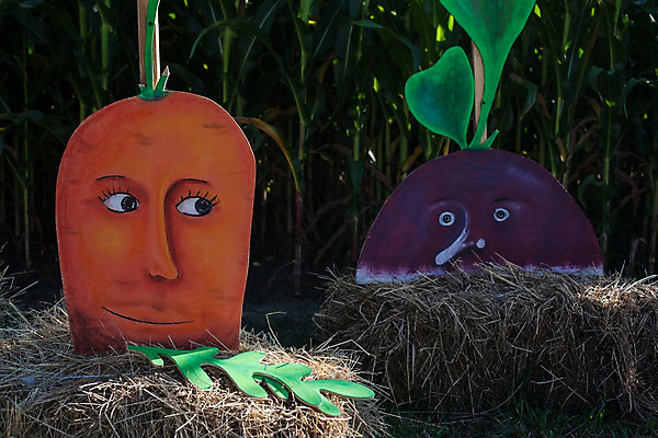 포토 JPG 해외이미지 계절 감정 문화 농업 채소 자연 휴가 거리 건강 사람없음 장식 빨간색 장난감 마을 할로윈 축하 심볼 그림 설정 총각무 해외202004 해외포토 산업 컬러 컨셉 무 생태계 파일형식