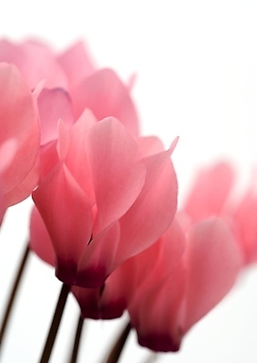 포토 JPG 해외이미지 나무 식물 공원 꽃잎 꽃 꽃다발 백그라운드 꽃무늬 오렌지 자연 따뜻함 사랑 초원 사람없음 목재 초록색 여름 파란색 빛 갈색 노란색 정원 보라색 검은색 봄 성장 벚꽃 꽃술 녹음 개화 닫기 숲 백합 제비꽃 헝가리 꽃수술 아네모네 세련 해외202004 해외포토 계절 공공시설 감정 컬러 무늬 과일 재료 모션 기록 생태계 동유럽 파일형식