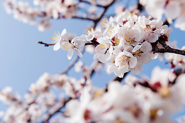 포토 JPG 해외이미지 사람없음 봄 벚꽃 소프트포커스 해외202004 해외포토 계절 꽃 촬영기법 파일형식