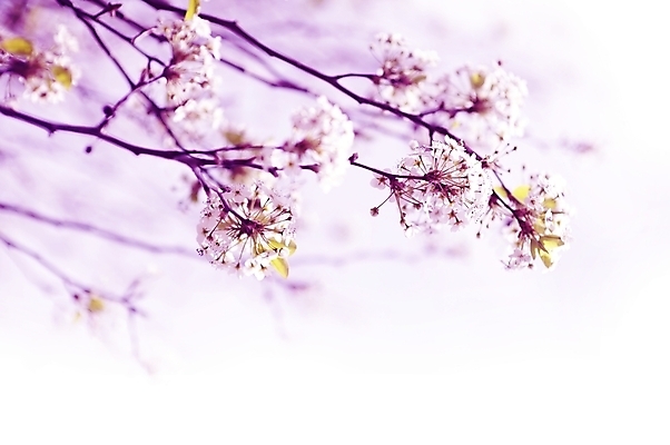 포토 JPG 해외이미지 나무 식물 꽃 분홍색 백그라운드 꽃무늬 자연 사람없음 정원 봄 벚꽃 나뭇가지 개화 유기농 원예 카피스페이스 해외202004 해외포토 웰빙 계절 컬러 무늬 취미 공백 생태계 파일형식