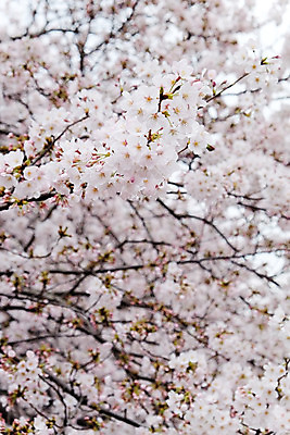 포토 JPG 해외이미지 사람없음 야외 봄 벚꽃 벚나무 소프트포커스 해외202004 해외포토 나무 계절 꽃 촬영기법 파일형식