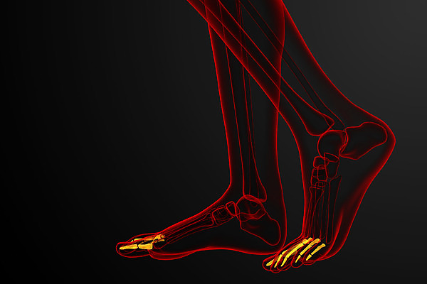 포토 JPG 해외이미지 해부 뼈 골격 건강 사람 사람없음 3D 발가락 양발 해외202004 해외포토 의학 발 디지털합성 파일형식