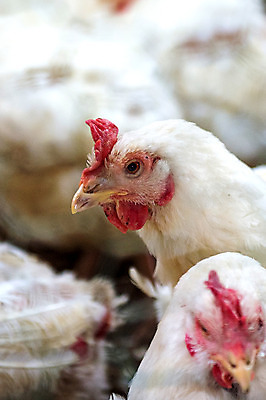 포토 JPG 해외이미지 동물 선 음식 농업 공장 뼈 주택 육류 사람없음 농장 쌓기 농사 계란 식사 치킨 가축 고통 먹이 먹기 학대 새장 짐차 수탉 외양간 밭일 베터리 암탉 해외202004 해외포토 감정 산업 식재료 공업 모션 자동차 건물 알 닭 암컷 사회이슈 수컷 닭고기요리 케이지 파일형식