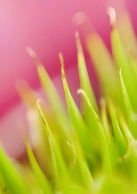 포토 JPG 해외이미지 나무 식물 공원 꽃잎 꽃 꽃다발 백그라운드 꽃무늬 오렌지 자연 따뜻함 사랑 사람없음 목재 초록색 파란색 빛 갈색 노란색 정원 보라색 검은색 봄 성장 벚꽃 개화 닫기 숲 제비꽃 헝가리 꽃수술 아네모네 세련 해외202004 해외포토 계절 공공시설 감정 컬러 무늬 과일 재료 모션 생태계 동유럽 파일형식