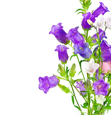 포토 JPG 해외이미지 식물 계절 꽃 줄기 분홍색 꽃다발 백그라운드 꽃무늬 밭 자연 사람없음 초록색 여름 파란색 컬러풀 우주 정원 봄 활발 성장 벚꽃 종 흰색 신선 개화 닫기 꽃집 향기 아로마 라일락 내추럴 고립 블루벨 국경 해외202004 해외포토 컬러 컨셉 무늬 농업 모션 상점 생태계 냄새 파일형식