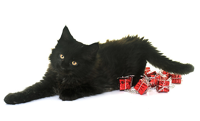 포토 JPG 해외이미지 동물 컨셉 크리스마스 놀이 선물 사람없음 반려동물 장난감 검은색 고양이 오브젝트 흰배경 이벤트의상 해외202004 해외포토 옷 기념일 컬러 백그라운드 포유류 흰색 파일형식