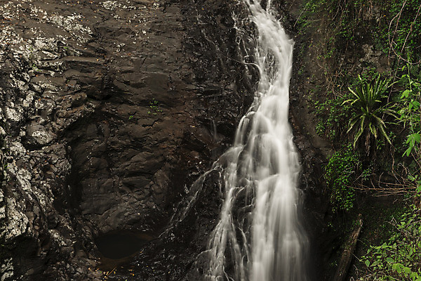 포토 JPG 해외이미지 공원 여행 잎 자연 풍경 사람없음 야외 초록색 물 강 환경 침묵 폭포 젖음 바위 신선 개울 재산 호주 떨어짐 숲 열대우림 내추럴 생태학 전국 해외202004 해외포토 자연요소 식물 공공시설 교육 컬러 컨셉 금융 소리 돌_바위 오세아니아 생태계 파일형식