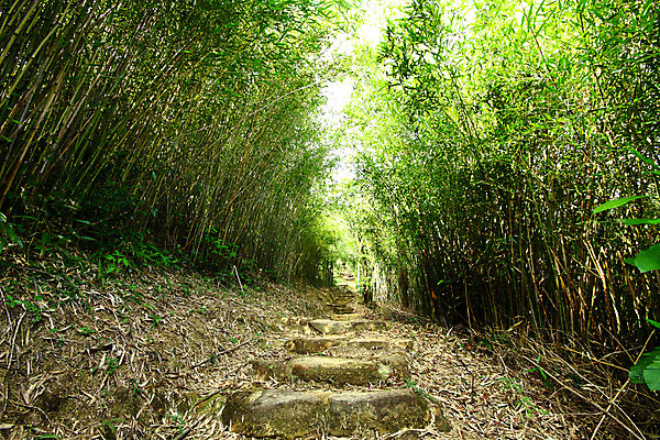 포토 JPG 해외이미지 나무 식물 도로 길 백그라운드 자연 사람없음 초록색 환경 정원 산책 성장 숲 대나무 장면 해외202004 해외포토 컬러 교통시설 휴식 생태계 파일형식