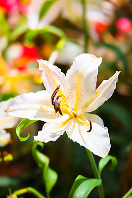 포토 JPG 해외이미지 식물 디자인 계절 꽃잎 꽃 분홍색 꽃다발 백그라운드 꽃무늬 패턴 자연 사람없음 초록색 컬러풀 보라색 봄 성장 벚꽃 신선 질감 만들기 내추럴 해외202004 해외포토 컬러 무늬 모션 생태계 파일형식