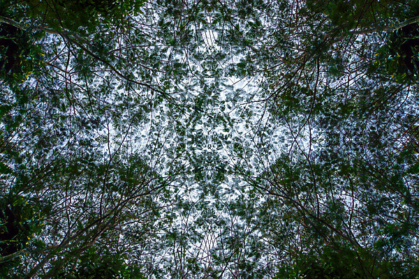 포토 JPG 해외이미지 나무 식물 실루엣 백그라운드 겨울 하늘 사람없음 검은색 덮개 흰색 나뭇가지 숲 유기농 해외202004 해외포토 웰빙 계절 컬러 촬영기법 뚜껑 파일형식