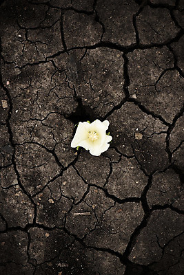 포토 JPG 해외이미지 식물 꽃 산업 줄기 밭 농업 공 자연 씨앗 사람없음 농작물 농장 환경 수확 성장 흰색 나뭇가지 직물 면 호주 매끈함 천 순수 유기농 질감 날것 부드러움 섬유 솜털 알레르기 밭일 숙성 세련 해외202004 해외포토 나무 웰빙 컬러 컨셉 감각 오세아니아 질병 생태계 파일형식