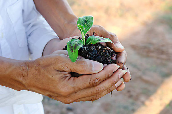 포토 JPG 해외이미지 나무 식물 손 잎 사람 취미 야외 빛 새싹 정원 원예 정원가꾸기 해외202004 해외포토 신체부위 파일형식