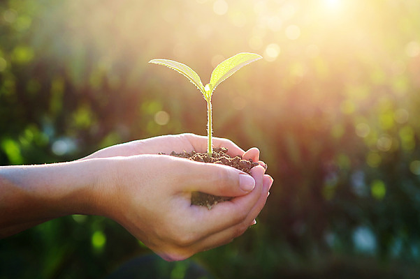 포토 JPG 해외이미지 나무 식물 손 백그라운드 컨셉 잎 농업 자연 새로움 관리 씨앗 사람 사람없음 초록색 물 새싹 환경 정원 희망 흙 봄 성장 잡기 떨어짐 보호 작음 물주기 유기농 원예 먼지 유지 개발 돌봄 모종 밭일 생태학 심기 처음 세련 해외202004 해외포토 자연요소 웰빙 계절 교육 감정 산업 컬러 모션 취미 신체부위 크기 생태계 파일형식