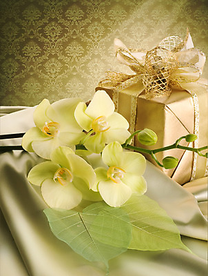 포토 JPG 해외이미지 디자인 커플 꽃 리본 결혼 컨셉 휴가 기념 발렌타인데이 선물 사랑 사람없음 장식 초록색 상자 갈색 노란색 우주 축하 시간 화려 난초 황금 고급 우아함 성자 실크 순수 활 보케 열정 부드러움 엘리먼트 완벽 파스텔톤 해외202004 해외포토 식물 감정 종교 컬러 관계 데이이벤트 이벤트 직물 감각 파일형식