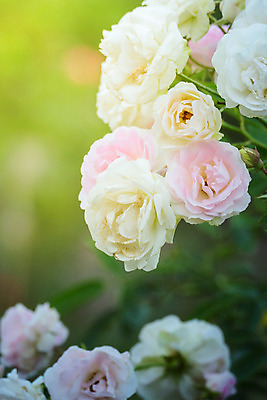 포토 JPG 해외이미지 식물 꽃잎 꽃 줄기 분홍색 잎 꽃무늬 자연 발렌타인데이 사람없음 야외 초록색 햇빛 장미 정원 벚꽃 내추럴 해외202004 해외포토 컬러 무늬 데이이벤트 태양 생태계 파일형식