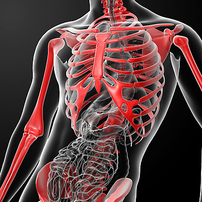 포토 JPG 해외이미지 남자 과학 신체 일러스트 해부 뼈 골격 엑스레이 건강 사람 사람없음 파란색 약 3D 산책 고통 광선 맥박 척추 속도 관절 생물학 무릎 테라피 돌봄 방사선 염증 정형외과 해골모형 해외202004 해외포토 교육 감정 컬러 의학 모션 휴식 병원 신체부위 뷰티 모형 질병 디지털합성 파일형식