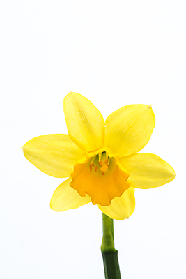 포토 JPG 해외이미지 실내 사람없음 노란색 수선화 해외202004 해외포토 꽃 컬러 내부 파일형식