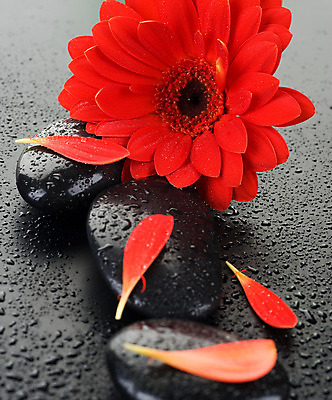 포토 JPG 해외이미지 꽃잎 꽃 백그라운드 컨셉 사람없음 빨간색 물 쌓기 검은색 스파 젖음 조약돌 물방울 마사지 매끈함 해외202004 해외포토 자연요소 식물 컬러 모션 돌_바위 감각 파일형식