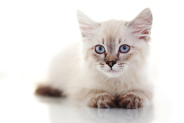 포토 JPG 해외이미지 한마리 사람없음 반려동물 귀여움 고양이 해외202004 네바마스커레이드 해외포토 동물 1 컨셉 포유류 파일형식