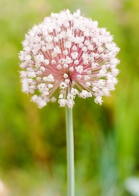 포토 JPG 해외이미지 나무 식물 공원 꽃잎 꽃 꽃다발 백그라운드 꽃무늬 오렌지 자연 따뜻함 사랑 사람없음 목재 초록색 파란색 빛 갈색 노란색 정원 보라색 검은색 봄 성장 벚꽃 개화 닫기 숲 제비꽃 헝가리 꽃수술 아네모네 세련 해외202004 해외포토 계절 공공시설 감정 컬러 무늬 과일 재료 모션 생태계 동유럽 파일형식