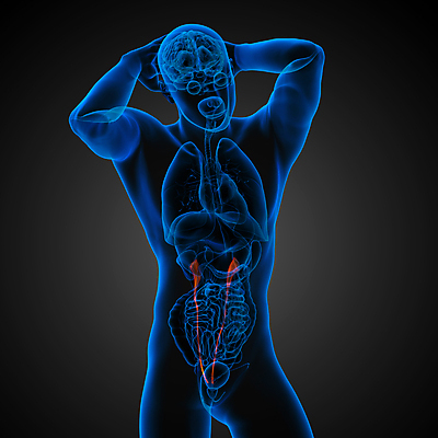 포토 JPG 해외이미지 과학 신체 해부 건강 사람 사람없음 파란색 3D 투명 오르간 생물학 해외202004 해외포토 교육 컬러 의학 건반악기 디지털합성 파일형식