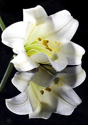 포토 JPG 해외이미지 식물 꽃잎 꽃 자연 사람없음 꽃술 닫기 백합 크림 꽃가루 꽃수술 해외202004 해외포토 모션 가루 생태계 파일형식