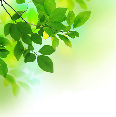 포토 JPG 해외이미지 식물 디자인 공원 백그라운드 잎 자연 벽지 새로움 프레임 사람없음 야외 초록색 태양 우주 정원 맑음 침묵 봄 흰색 나뭇가지 신선 그룹 닫기 숲 묘사 유기농 질감 보케 모음 정맥 고립 엘리먼트 스타일 디테일 국경 해외202004 해외포토 자연요소 나무 웰빙 계절 공공시설 컬러 컨셉 모션 날씨 한글 소리 생태계 혈관 파일형식