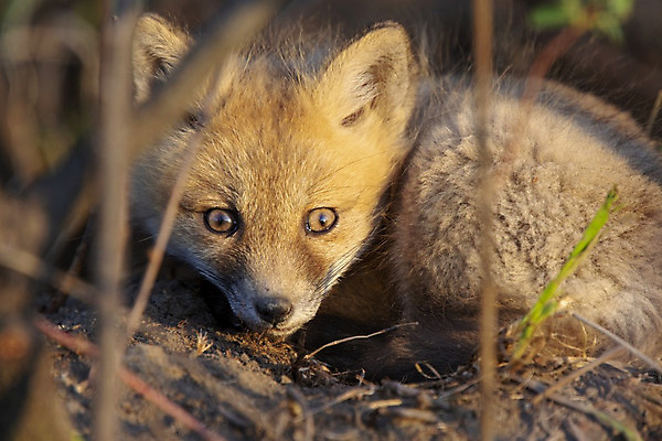 포토 JPG 해외이미지 주간 한마리 야생동물 근접촬영 사람없음 야외 소프트포커스 여우 해외202004 해외포토 자연요소 동물 1 뷰포인트 포유류 촬영기법 파일형식
