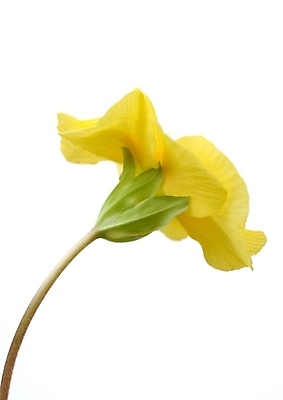 포토 JPG 해외이미지 나무 식물 공원 꽃잎 꽃 꽃다발 백그라운드 꽃무늬 오렌지 자연 따뜻함 사랑 초원 사람없음 목재 초록색 여름 파란색 빛 갈색 노란색 정원 보라색 검은색 봄 성장 벚꽃 꽃술 녹음 개화 닫기 숲 백합 제비꽃 헝가리 꽃수술 아네모네 세련 해외202004 해외포토 계절 공공시설 감정 컬러 무늬 과일 재료 모션 기록 생태계 동유럽 파일형식