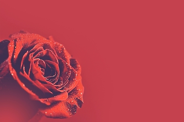 포토 JPG 해외이미지 식물 꽃잎 꽃 백그라운드 자연 사랑 사람없음 가로 빨간색 장미 낭만 이슬 기회 카피스페이스 해외202004 해외포토 감정 컬러 컨셉 공백 생태계 파일형식