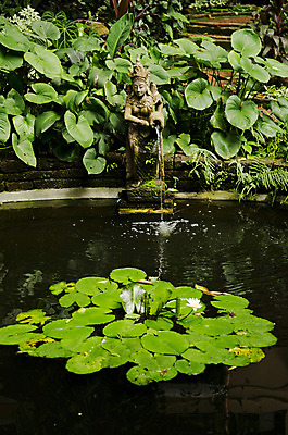 포토 JPG 해외이미지 식물 꽃 아시아 자연 동양인 사람없음 물 정원 연못 묘사 원예 이국적 해외202004 해외포토 자연요소 나라 인종 취미 생태계 파일형식