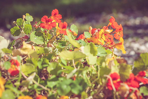 포토 JPG 해외이미지 식물 계절 공원 꽃잎 꽃 잎 오렌지 자연 기술 잔디 사람없음 야외 장식 빨간색 초록색 파란색 컬러풀 노란색 머리 정원 보라색 봄 성장 벚꽃 흰색 침대 개화 원예 조경 화단 장면 내추럴 영원 정중 해외202004 해외포토 공공시설 컬러 가구 컨셉 과일 취미 신체부위 생태계 파일형식
