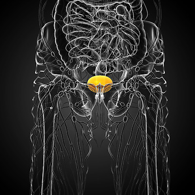 포토 JPG 해외이미지 해부 건강 사람 사람없음 검은색 오르간 신장 생물학 순환 몸통 방광 해외202004 해외포토 교육 컬러 의학 모션 신체부위 건반악기 비뇨기관 파일형식
