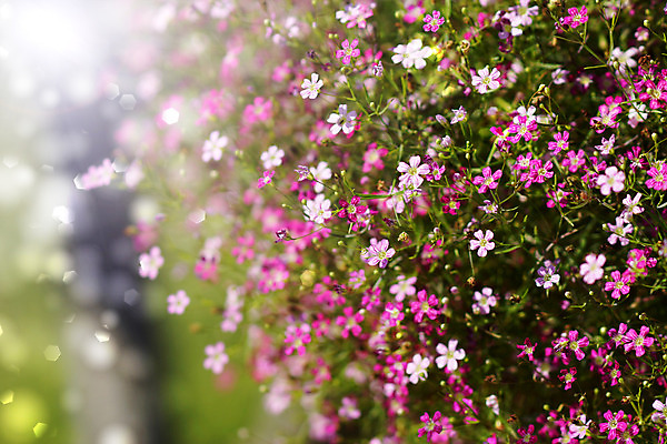 포토 JPG 해외이미지 식물 공원 꽃 아시아 분홍색 백그라운드 패턴 태국 자연 사람없음 야외 장식 가로 초록색 여름 농작물 햇빛 정원 보라색 봄 성장 벚꽃 흰색 개화 우아함 냄비 원예 보케 집시 취급주의 많음 해외202004 해외포토 계절 공공시설 나라 컬러 컨셉 무늬 농업 경고 취미 태양 솥 생태계 파일형식