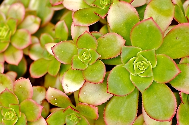 포토 JPG 해외이미지 식물 꽃 선인장 종류 사람없음 초록색 정원 작음 유기농 원예 해외202004 해외포토 웰빙 컬러 취미 크기 파일형식