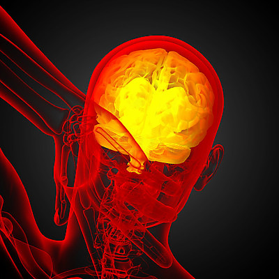포토 JPG 해외이미지 사람 사람없음 머리 뇌 해외202004 해외포토 신체부위 파일형식