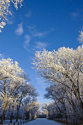 포토 JPG 해외이미지 나무 계절 캐나다 겨울 풍경 사람없음 야외 냉동 얼음 추위 흰색 물방울 서리 결정체 북쪽 해외202004 해외포토 자연요소 식물 컬러 북아메리카 방향 파일형식