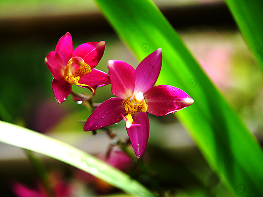 포토 JPG 해외이미지 식물 계절 기념일 꽃잎 꽃 유럽 줄기 분홍색 백그라운드 발렌타인데이 사람없음 장식 컬러풀 노란색 머리 평화 보라색 봄 활발 낭만 벚꽃 흰색 나뭇가지 신선 난초 우아함 제비꽃 싱글 심플 호접란 해외202004 해외포토 나무 나라 컬러 컨셉 데이이벤트 이벤트 신체부위 파일형식