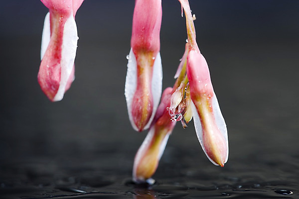 포토 JPG 해외이미지 식물 꽃 분홍색 꽃무늬 자연 추상 매달리기 사람없음 벚꽃 하트 개화 묘사 영원 해외202004 해외포토 모양 컬러 무늬 모션 생태계 파일형식