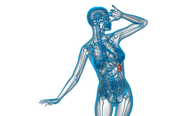 포토 JPG 해외이미지 해부 엑스레이 건강 사람 사람없음 약 진료 환자 오르간 생물학 복근 지라 의료성형뷰티 해외202004 해외포토 교육 의학 근육 건반악기 파일형식