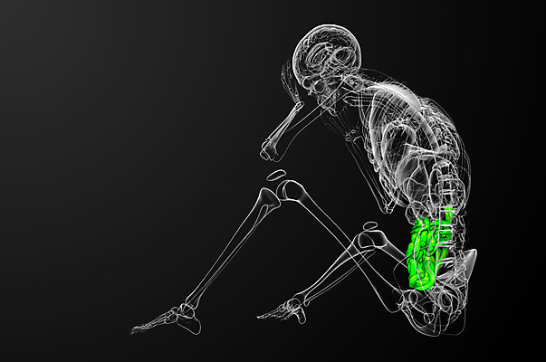 포토 JPG 해외이미지 해부 건강 사람 사람없음 3D 오르간 간 궤 해외202004 해외포토 의학 장기_의학 건반악기 디지털합성 파일형식
