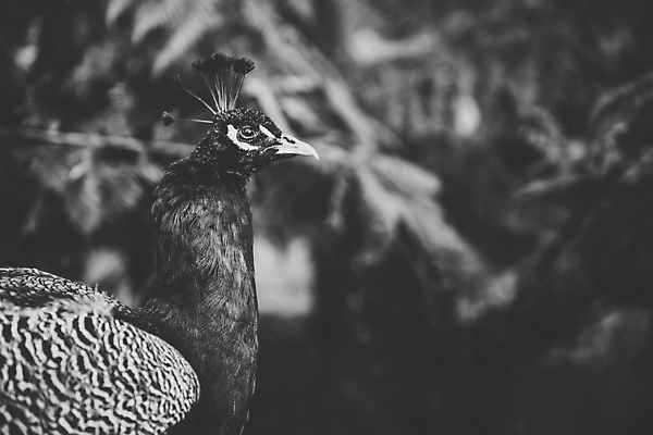 포토 JPG 해외이미지 동물 야생동물 백그라운드 패턴 자연 조류 사람없음 공작 깃털 꼬리 부리 꿩 해외202004 해외포토 무늬 생태계 파일형식