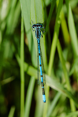 포토 JPG 해외이미지 식물 동물 남자 유럽 야생동물 하늘색 곤충 잎 날개 자연 휴식 영국 매달리기 덴마크 앉기 풍경 초원 사람없음 야외 초록색 여름 파란색 컬러풀 평화 정원 봄 벌레 잠자리 습지 작음 생물학 꼬리 육식동물 고립 취급주의 해외202004 해외포토 계절 교육 나라 컬러 컨셉 모션 북유럽 경고 사람 크기 생태계 파일형식