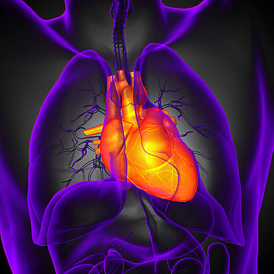 포토 JPG 해외이미지 해부 뼈 골격 엑스레이 건강 사람없음 하트 심장 오르간 몸통 궤 요통 해외202004 해외포토 모양 의학 신체부위 장기_의학 건반악기 허리통증 파일형식