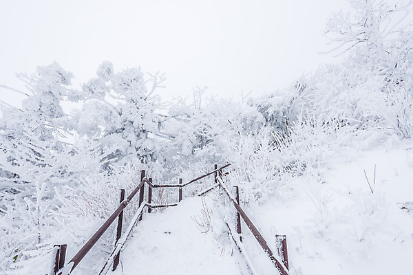 포토 JPG 해외이미지 나무 백그라운드 겨울 자연 산 서울 한국 풍경 사람없음 눈내림 해외202004 해외포토 식물 계절 아시아 눈_날씨 생태계 파일형식
