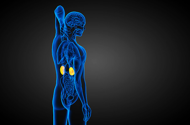 포토 JPG 해외이미지 과학 신체 해부 건강 사람 사람없음 파란색 오르간 신장 방광 염증 복부 해외202004 해외포토 컬러 의학 신체부위 건반악기 비뇨기관 질병 파일형식